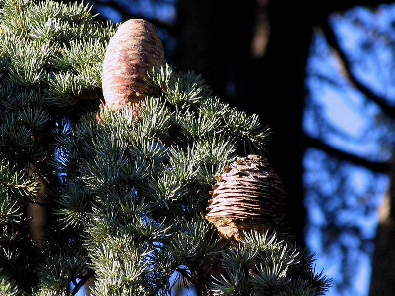 Cedrus atlantica (Endl.) Carriere / Cedro d''Atlante